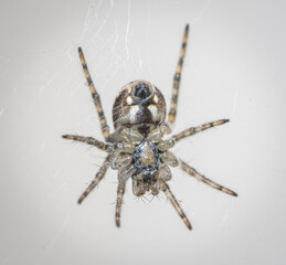 Over the last few months I have been trying out macro photography in which my lens has to be no further than 10 cm away from my subject.