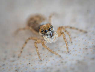 Over the last few months I have been trying out macro photography in which my lens has to be no further than 10 cm away from my subject.