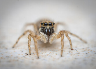 Over the last few months I have been trying out macro photography in which my lens has to be no further than 10 cm away from my subject.