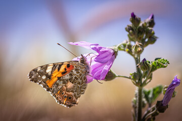 Beautiful butterfly sitting on flower in a summer garden