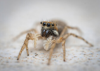 Over the last few months I have been trying out macro photography in which my lens has to be no...
