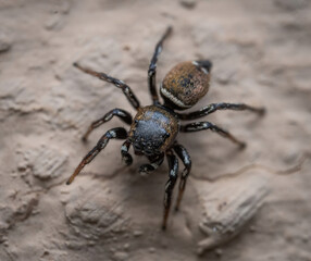 Over the last few months I have been trying out macro photography in which my lens has to be no further than 10 cm away from my subject.