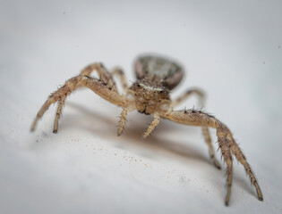 Over the last few months I have been trying out macro photography in which my lens has to be no further than 10 cm away from my subject.