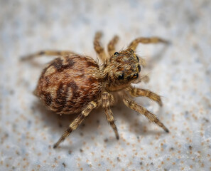 Over the last few months I have been trying out macro photography in which my lens has to be no further than 10 cm away from my subject.