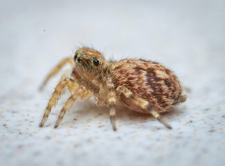 Over the last few months I have been trying out macro photography in which my lens has to be no further than 10 cm away from my subject.