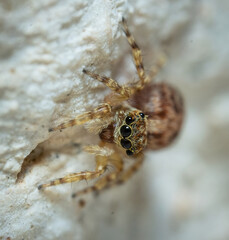Over the last few months I have been trying out macro photography in which my lens has to be no further than 10 cm away from my subject.
