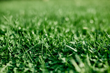 Cost-effective green clover grass for landscaping the garden by the house, seeds and fertilizer...