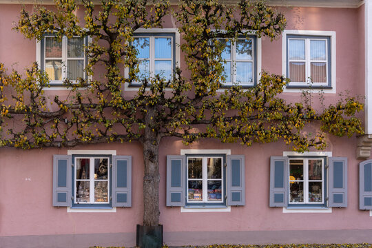 Spalierbaum an Hauswand