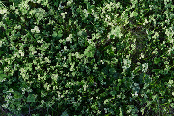 Obraz premium Close-up view of summer green lawn grass, microclover in sunlight