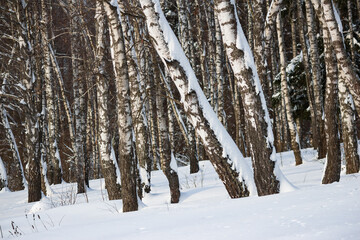 Snow-covered birch grove in winter season