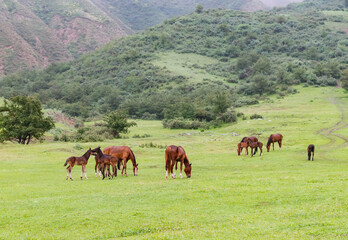 Horses and foals are grazing on a green spring mountain meadow