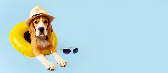 A lying beagle dog in a straw hat and a swimming circle on a blue background. Banner. The concept...