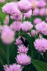 bee on flower