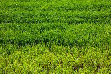 Green wheat on the field in spring.