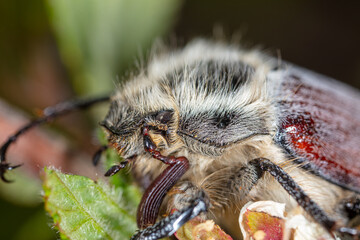 Portrait of a beetle on a flowering tree.