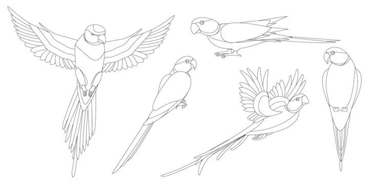 Set of isolated outlined parrots silhouettes on white background.
Alexandrine parakeet, indian ringnecked parrots for coloring pages and decoration.Monochrome outlined images of birds