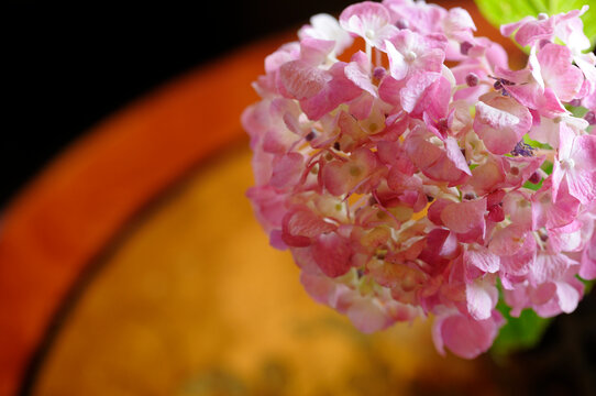 Japanese hydrangea and gold leaf, 紫陽花と金箔