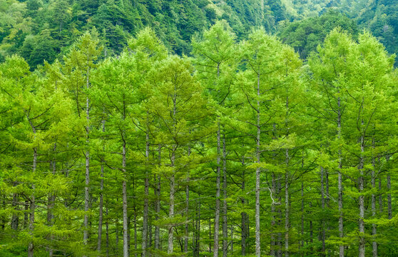 Fresh green forest, Sprong forest, 新緑の森