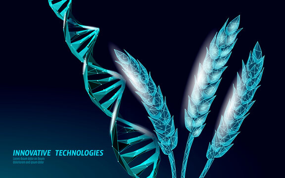 GMO wheat gene modified plant. Science chemistry biology genetics engineering innovation organic eco food technology 3D render banner vector illustration