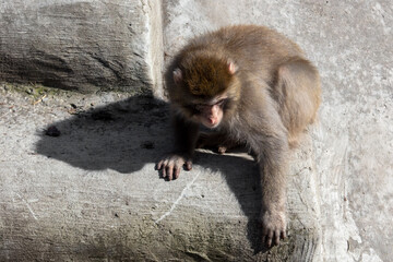 Monkey on the concrete floor in the zoo.