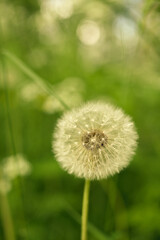 dandelion on green background
