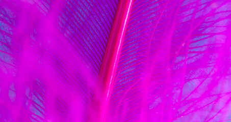 Fototapeta premium Purple feather on a blue background.