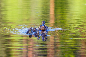 Newborn ducklings with their mother