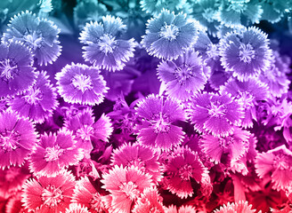 Beautiful colorful flowers nature for background