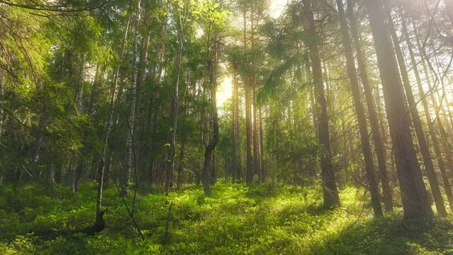 Plant forest sunny magic nature view summer green tree morning