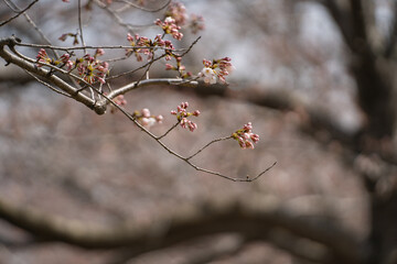 開花を目前にした桜