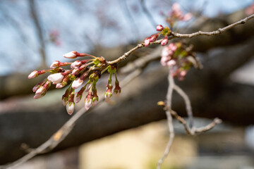 あと少しで開花する公園の桜