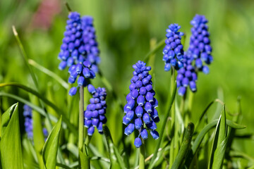 Armenian Viper Bow. Armenian mouse hyacinth. Muscari is Armenian. Muscari armeniacum.