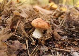 Oiler mushroom in the park in nature.