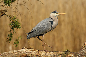 Grey Heron on branch