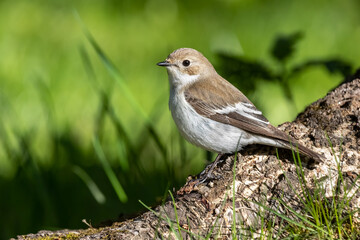Songbird Flycatcher-Motley. Berezovka. Ficedula hypoleuca.