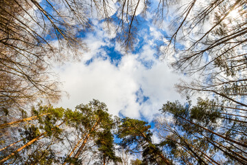 Tops of trees in the forest against the background of the sky, bottom up view with the effect of a fisheye