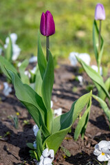 Fototapeta premium Bright flowers tulips in spring close-up on a sunny day