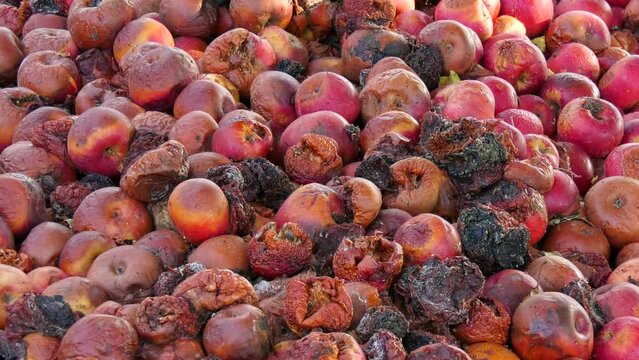 Video of rotten apples on nature