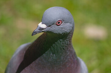 close up of a pigeon