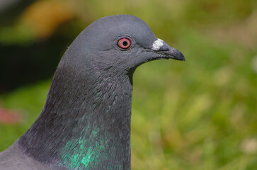 close up of a pigeon