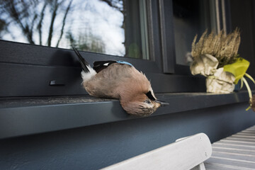 Dead jay after colliding with window