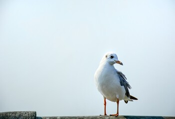 white headed gull