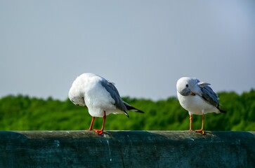 white headed gull
