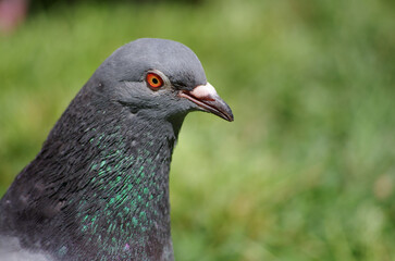 Obraz premium close up of a pigeon