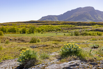 Hiking in the archipelago around Horn - Broennøoey municipality - Rosenrot ( Rhodiola rosea ), Northern Norway- Europe	