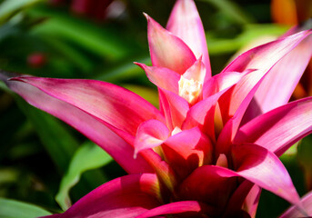 Fototapeta na wymiar close up of pink lily