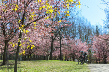 Bicycle in Roihuvuori Cherry Tree Park, Helsinki - 509834684