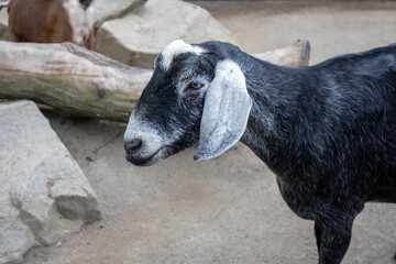 Fototapeta premium Family Farm sheep in Seattle Woodland Park Zoo.