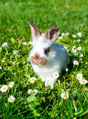Little white rabbit on a background of blurred green grass. The rabbit is one month old