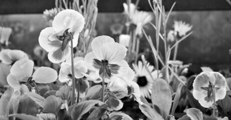 Flowering pansies in black and white  - 509835419